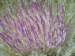 Image of meadow thistle