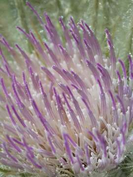 Image of meadow thistle