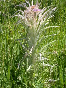 Image of meadow thistle