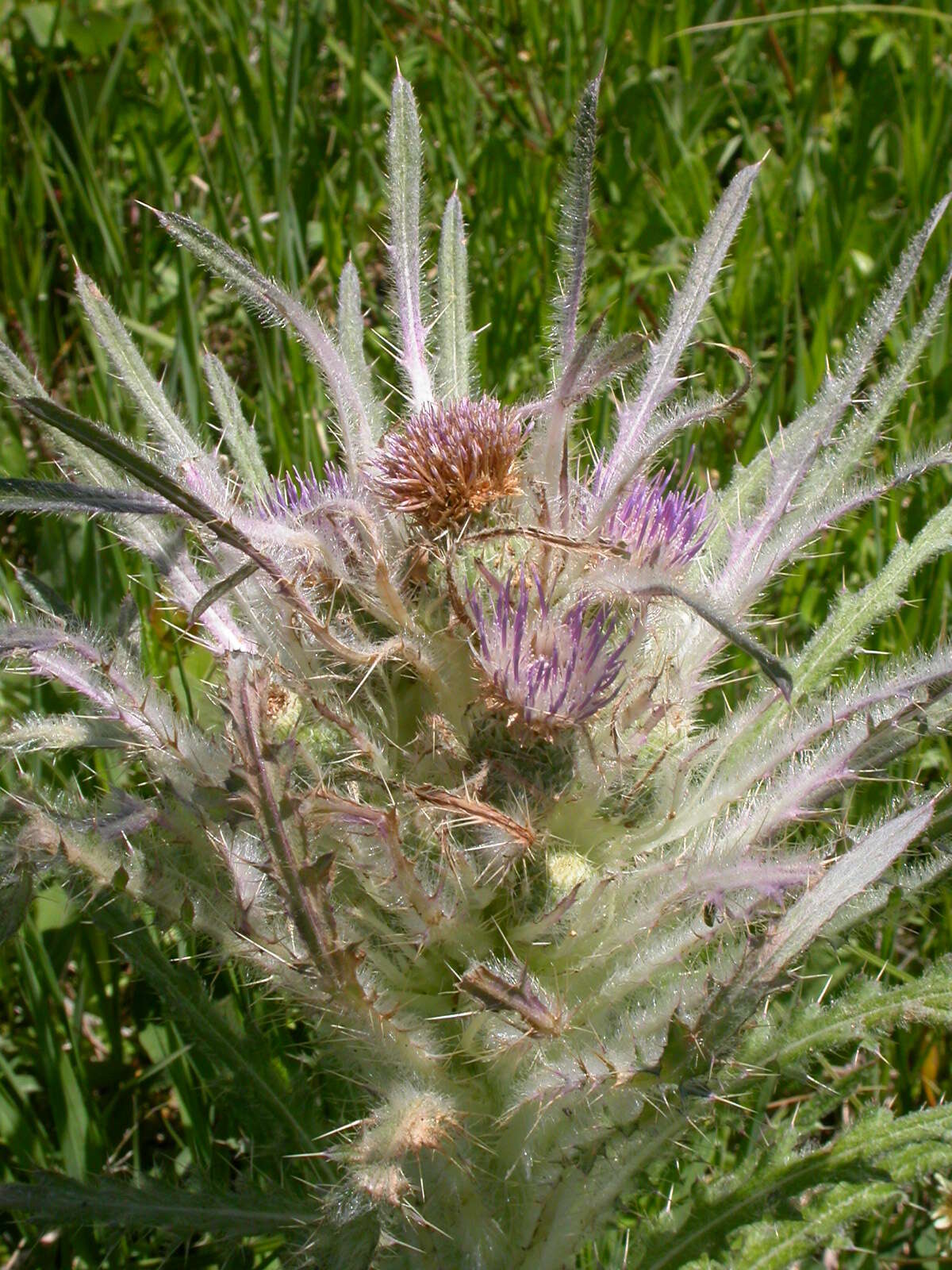 Image of meadow thistle