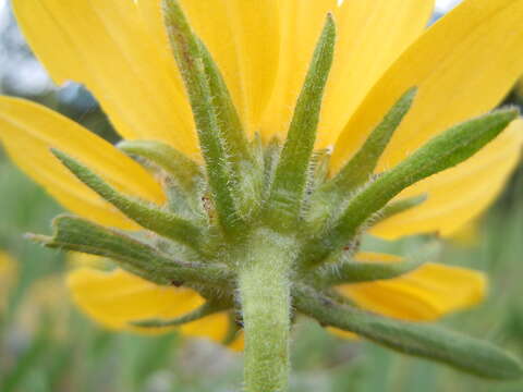 Image of oneflower helianthella