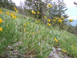 Sivun Helianthella uniflora (Nutt.) Torr. & A. Gray kuva