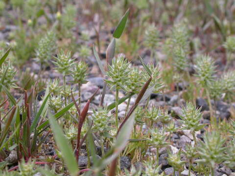 Image of Ceratocephalus testiculatus