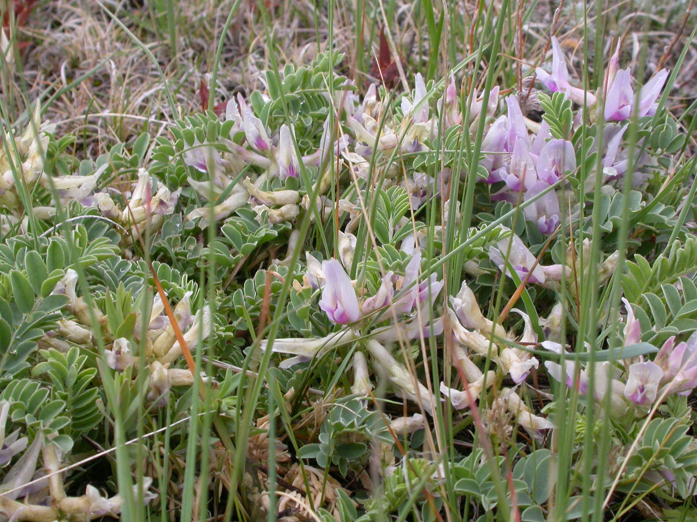 Sivun Astragalus crassicarpus Nutt. kuva