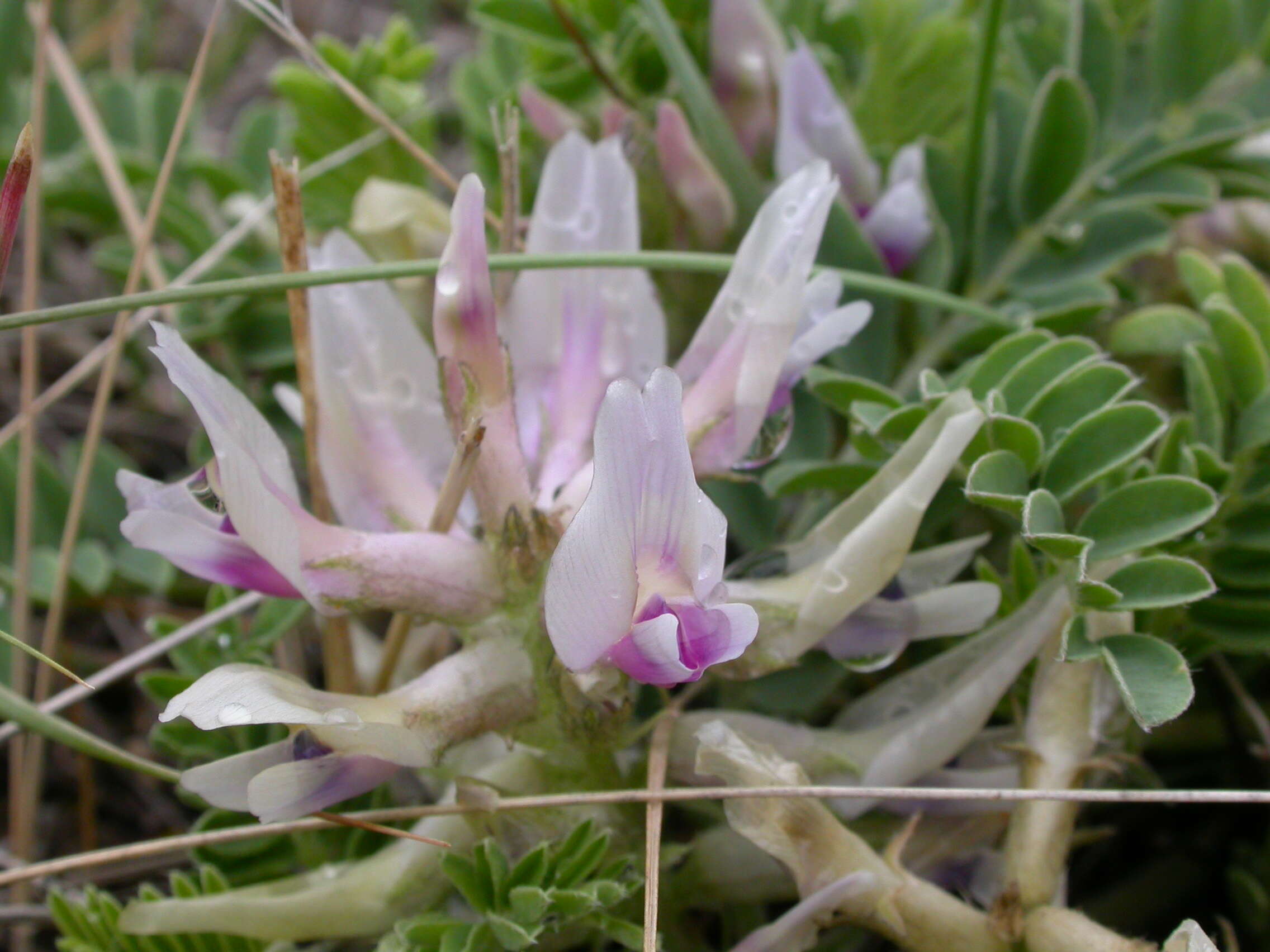 Sivun Astragalus crassicarpus Nutt. kuva