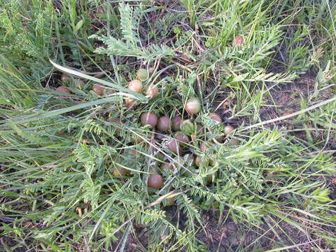 Image of Groundplum Milkvetch