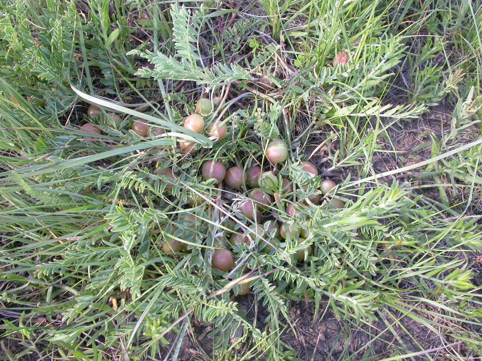 Sivun Astragalus crassicarpus Nutt. kuva