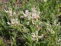 Sivun Astragalus crassicarpus Nutt. kuva