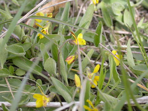 Image of Nuttall's violet