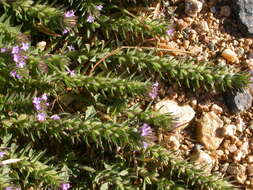 Image of bigbract verbena