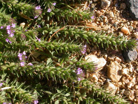 Image de Verbena bracteata Cav. ex Lag. & Rodr.