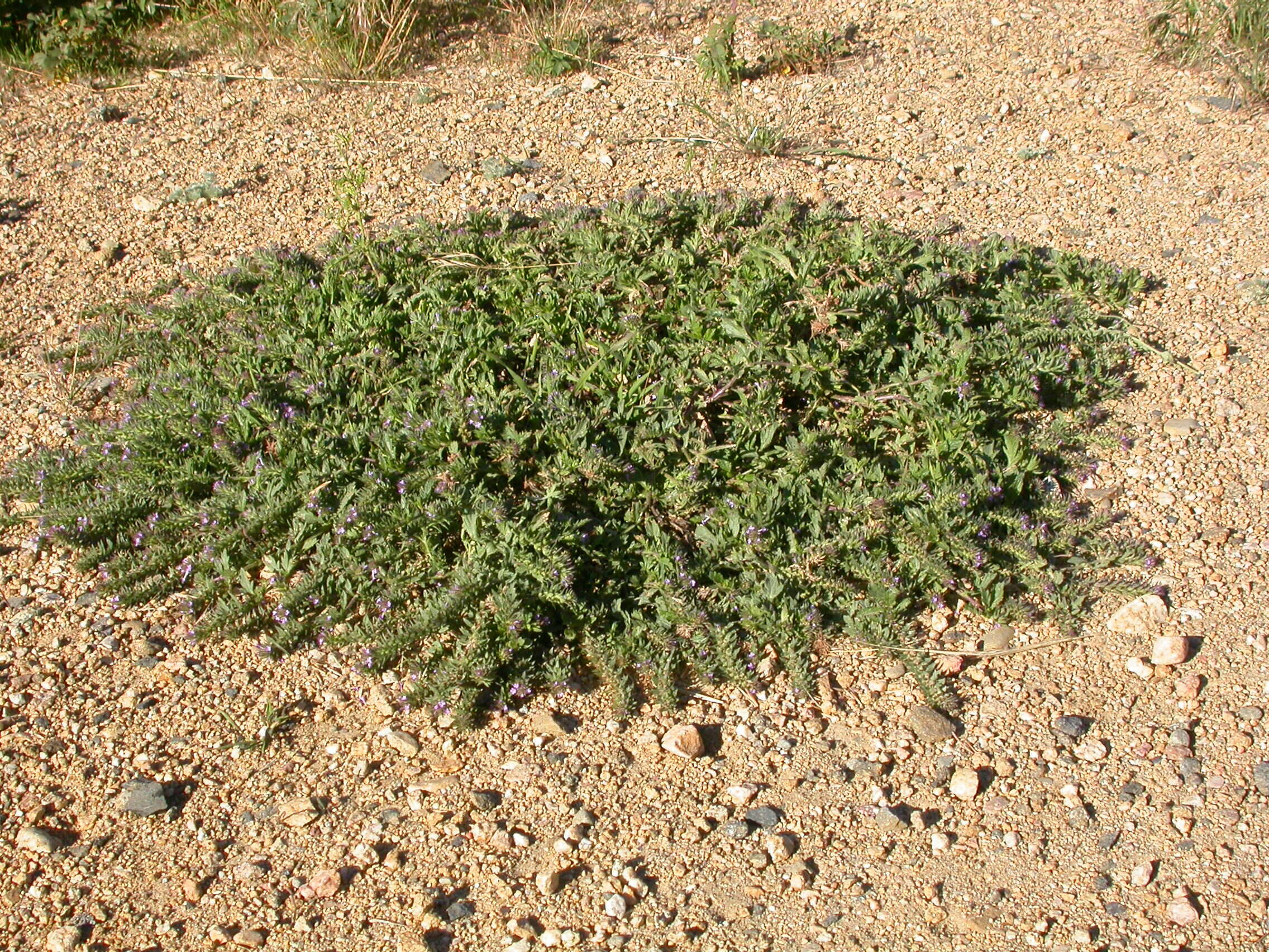 Image de Verbena bracteata Cav. ex Lag. & Rodr.