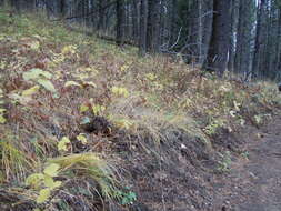 Image of pinegrass