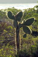 Image of Opuntia insularis