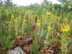 Слика од Sedum stenopetalum Pursh