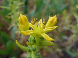 Слика од Sedum stenopetalum Pursh