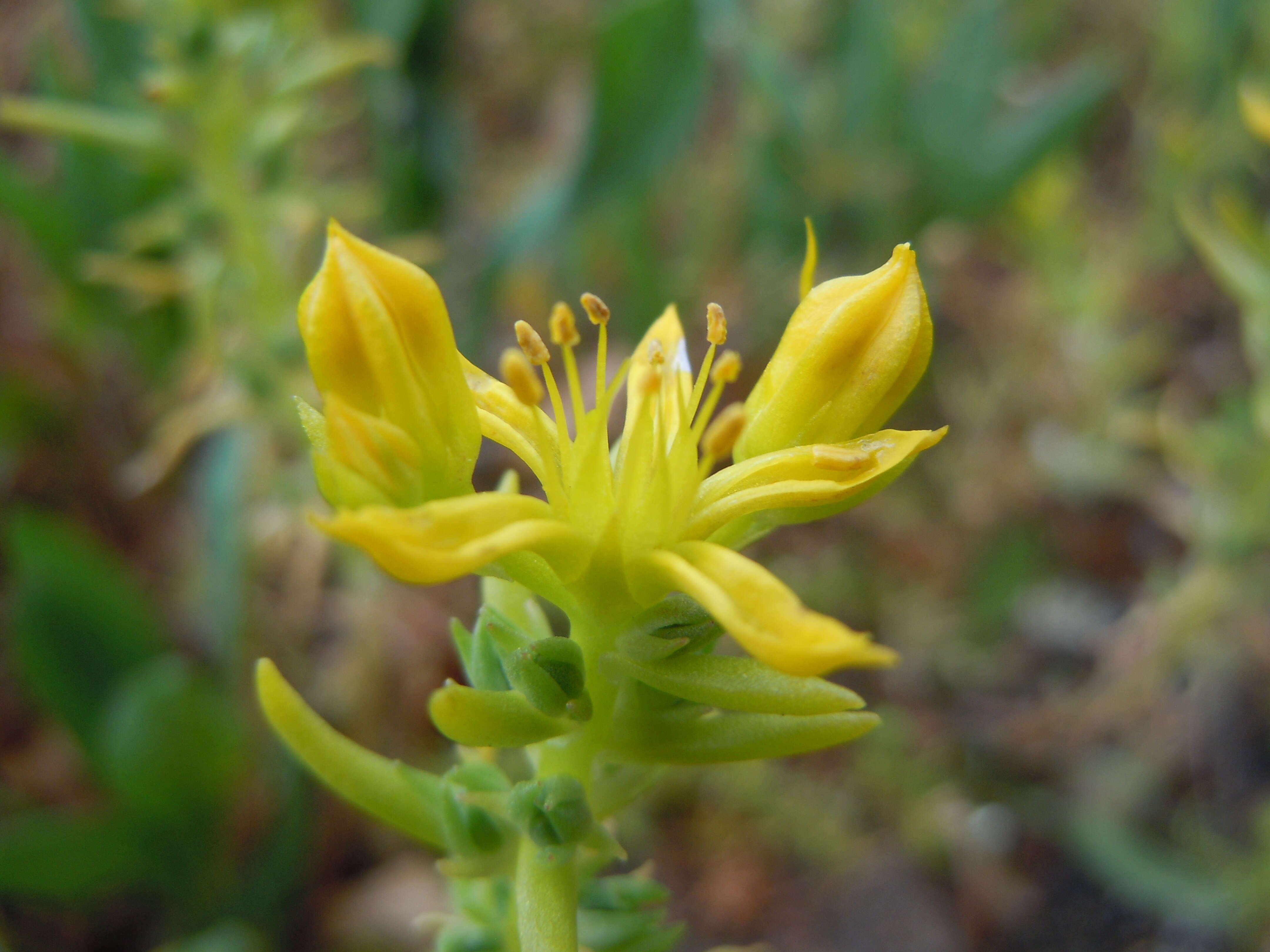 Слика од Sedum stenopetalum Pursh