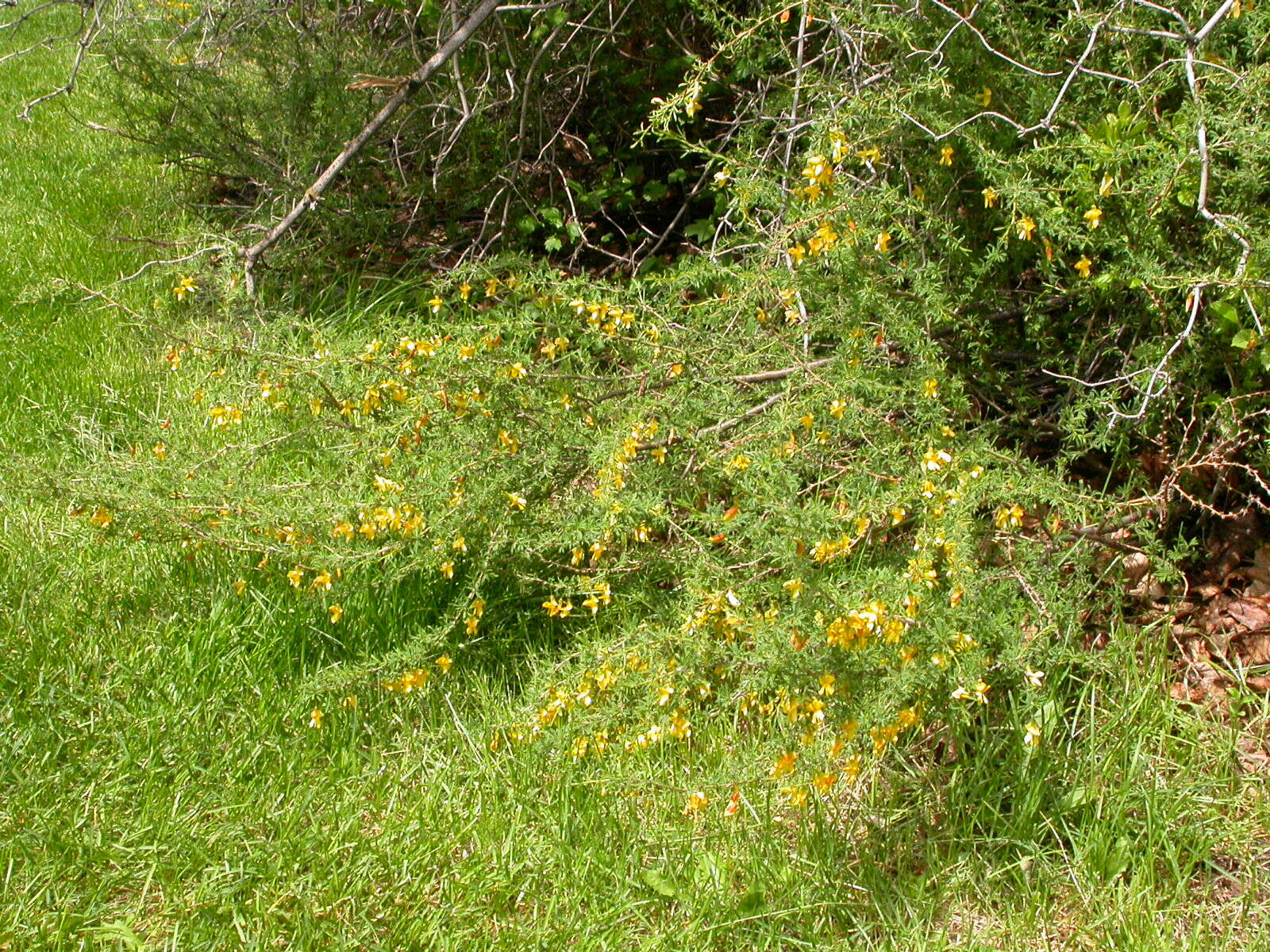 Image of Caragana pygmaea (L.) DC.