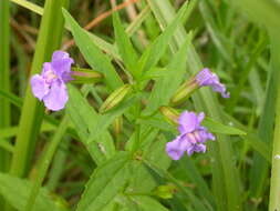 Image of Allegheny monkeyflower