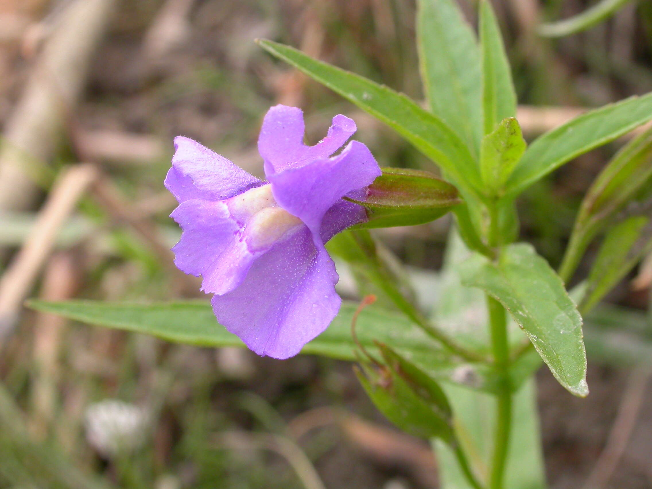 Image of Allegheny monkeyflower