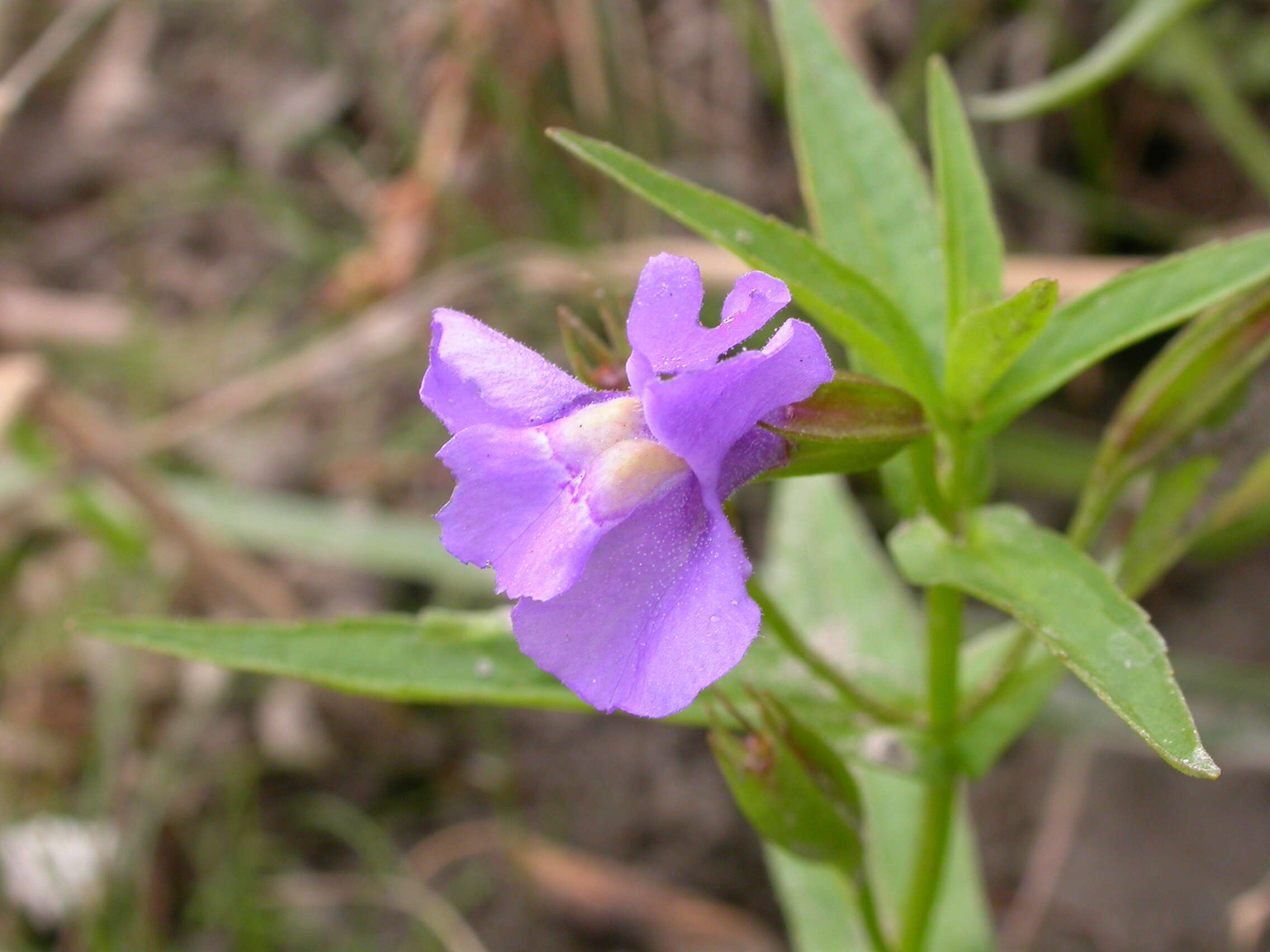 Image of Allegheny monkeyflower