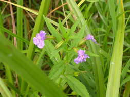 Image of Allegheny monkeyflower