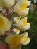 Imagem de Lupinus arbustus Lindl.