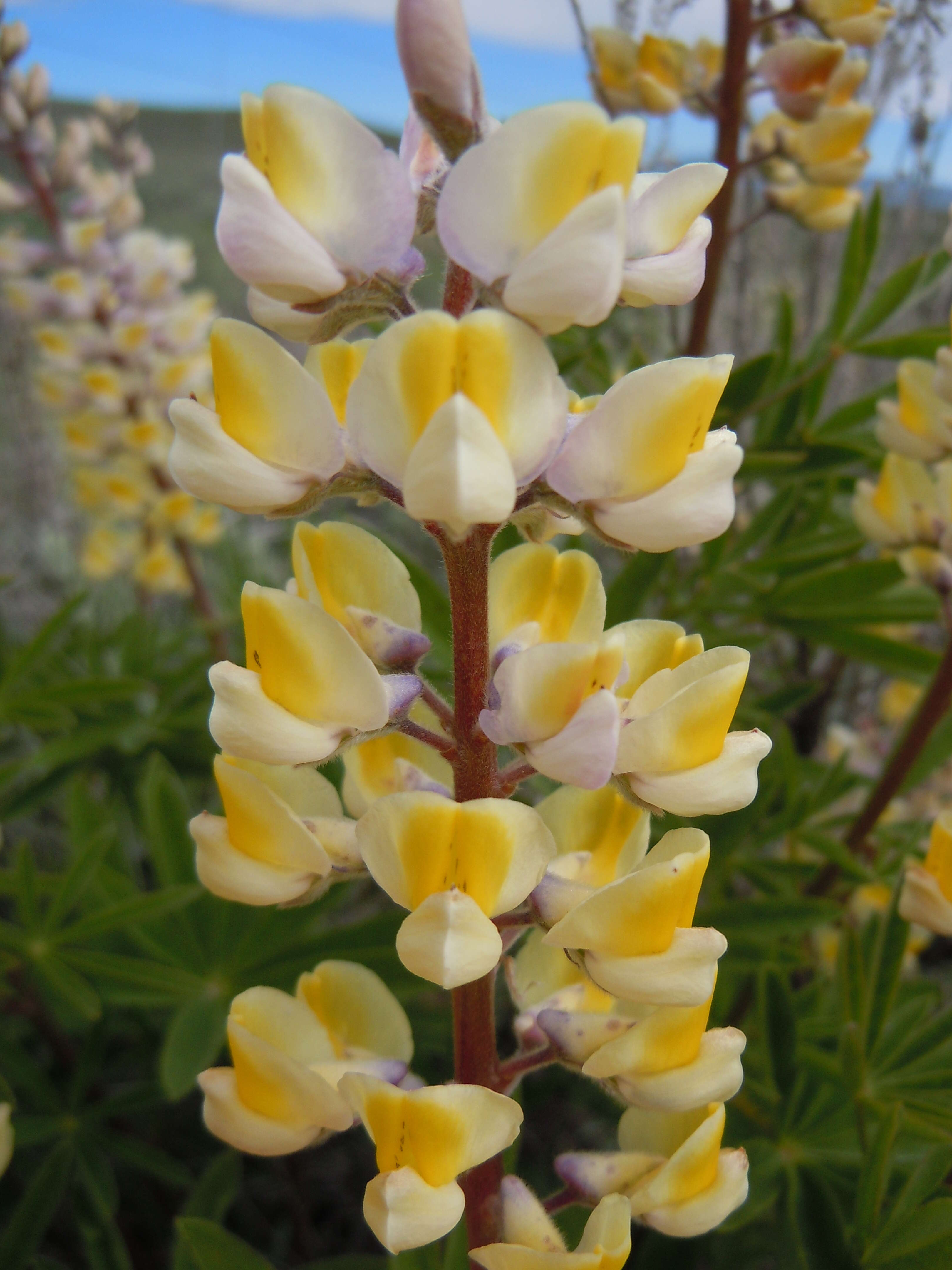 Imagem de Lupinus arbustus Lindl.