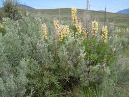 Imagem de Lupinus arbustus Lindl.