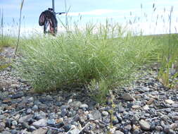 Image de Ericameria nauseosa (Pall. ex Pursh) G. L. Nesom & G. I. Baird