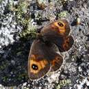 Image of Erebia rondoui