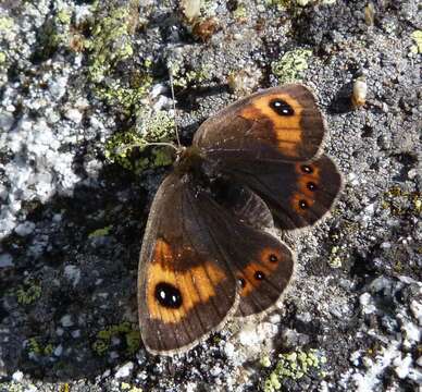 Image of Erebia rondoui