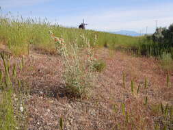 Image of shaggy fleabane