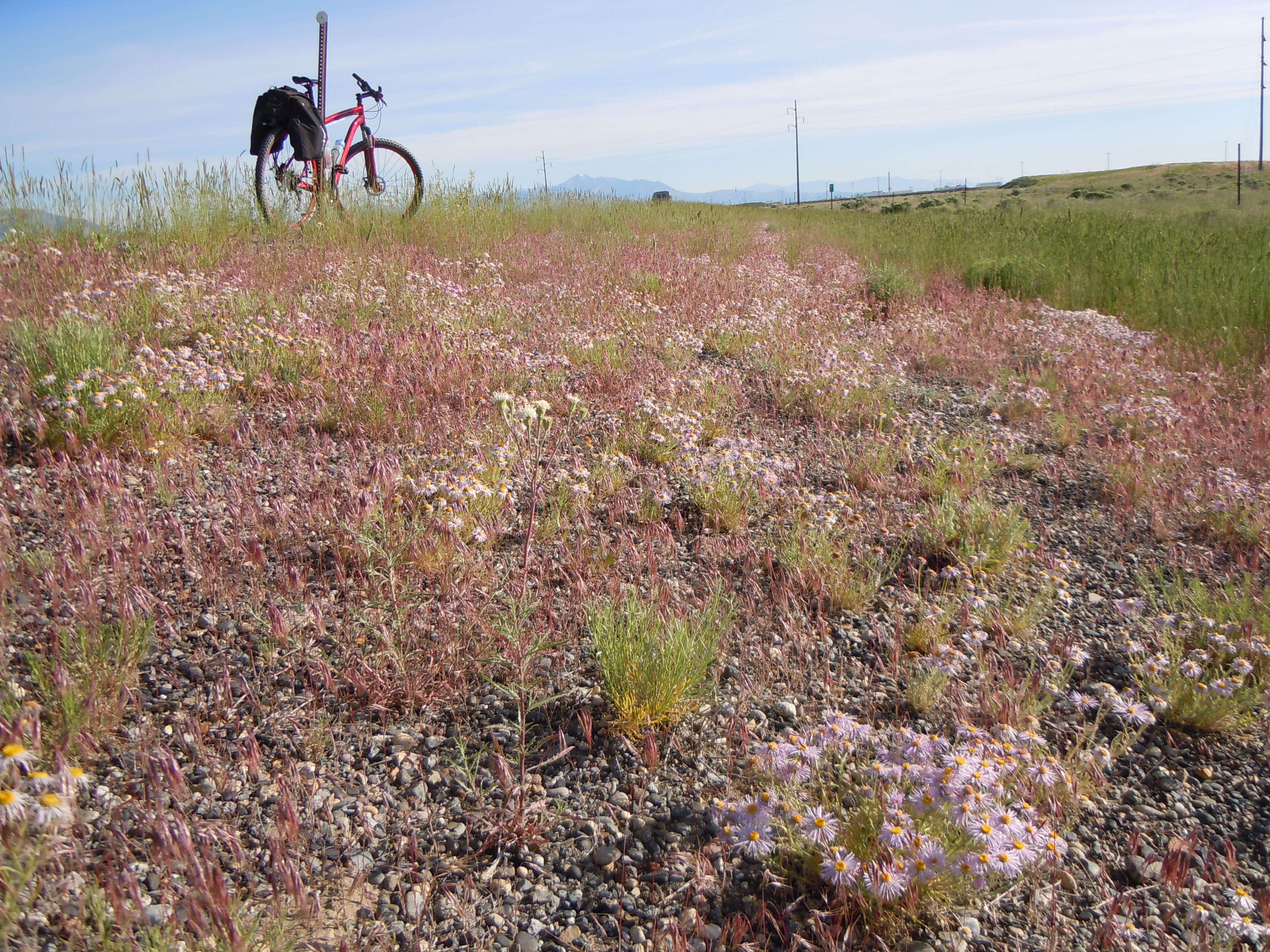 Image de Erigeron pumilus Nutt.