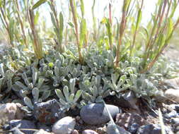 Image of littleleaf pussytoes