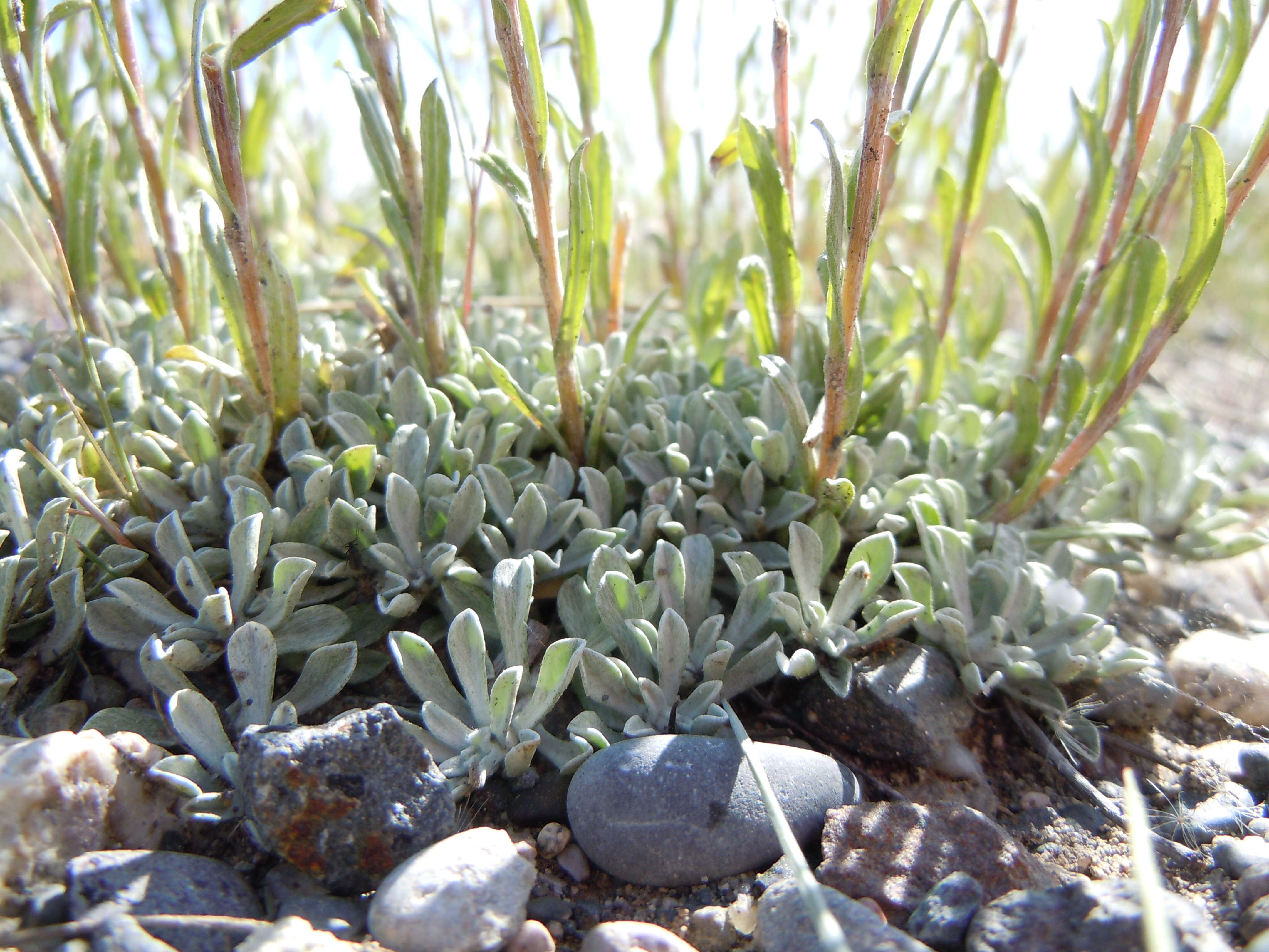 Image of littleleaf pussytoes