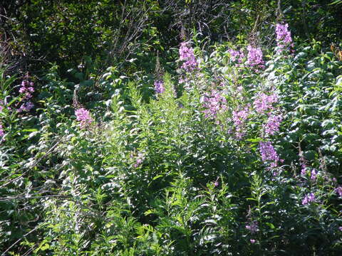 Image of Narrow-Leaf Fireweed