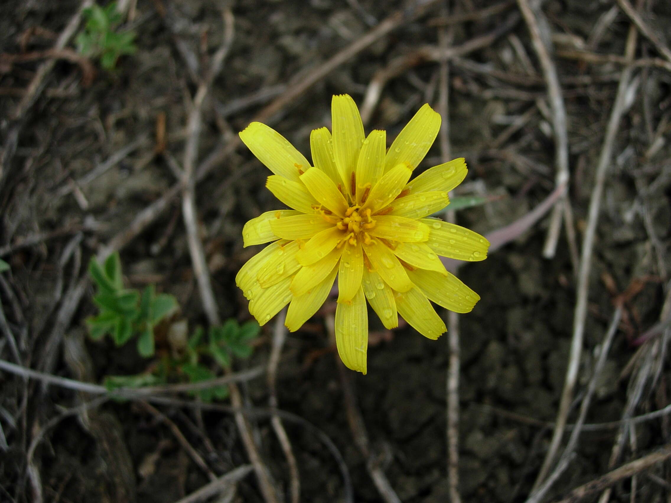 Image of nodding microseris