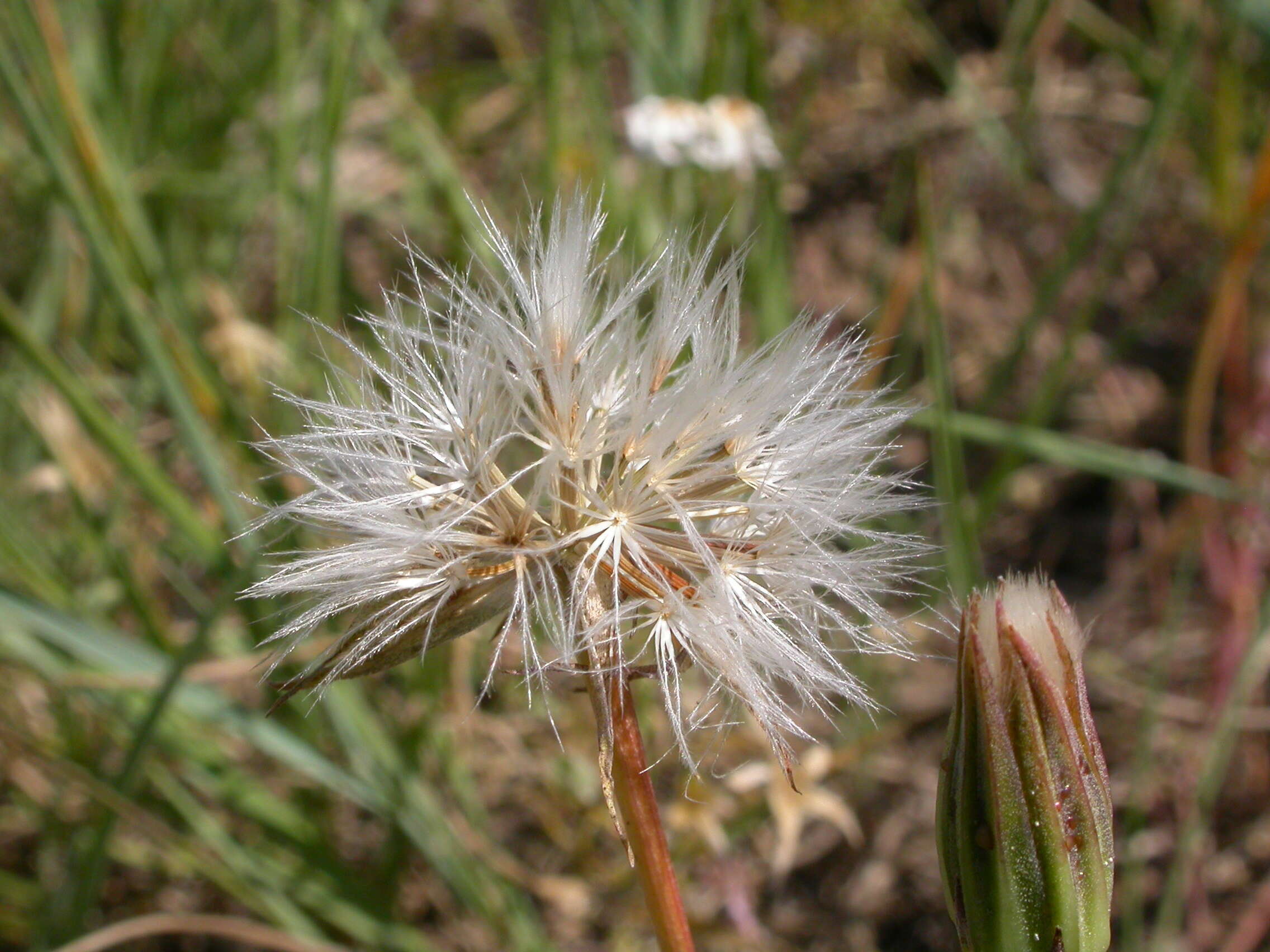 Image of nodding microseris