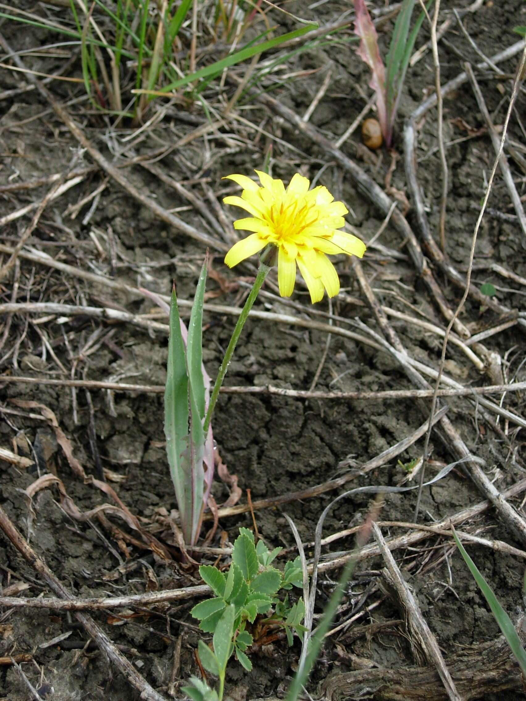 Image of nodding microseris