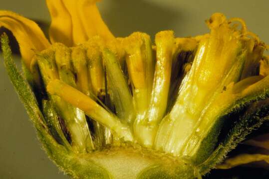 Image of oneflower helianthella