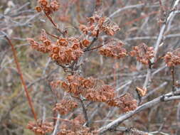 Plancia ëd Physocarpus malvaceus (Greene) Kuntze