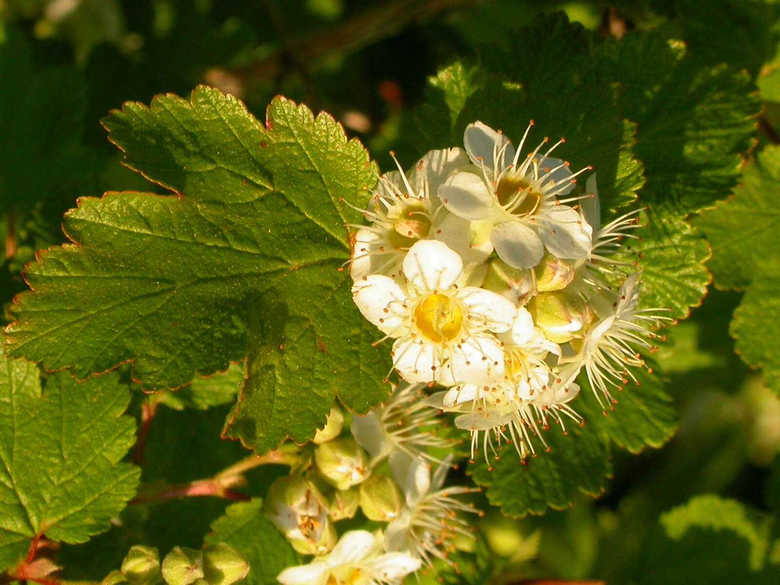 Plancia ëd Physocarpus malvaceus (Greene) Kuntze