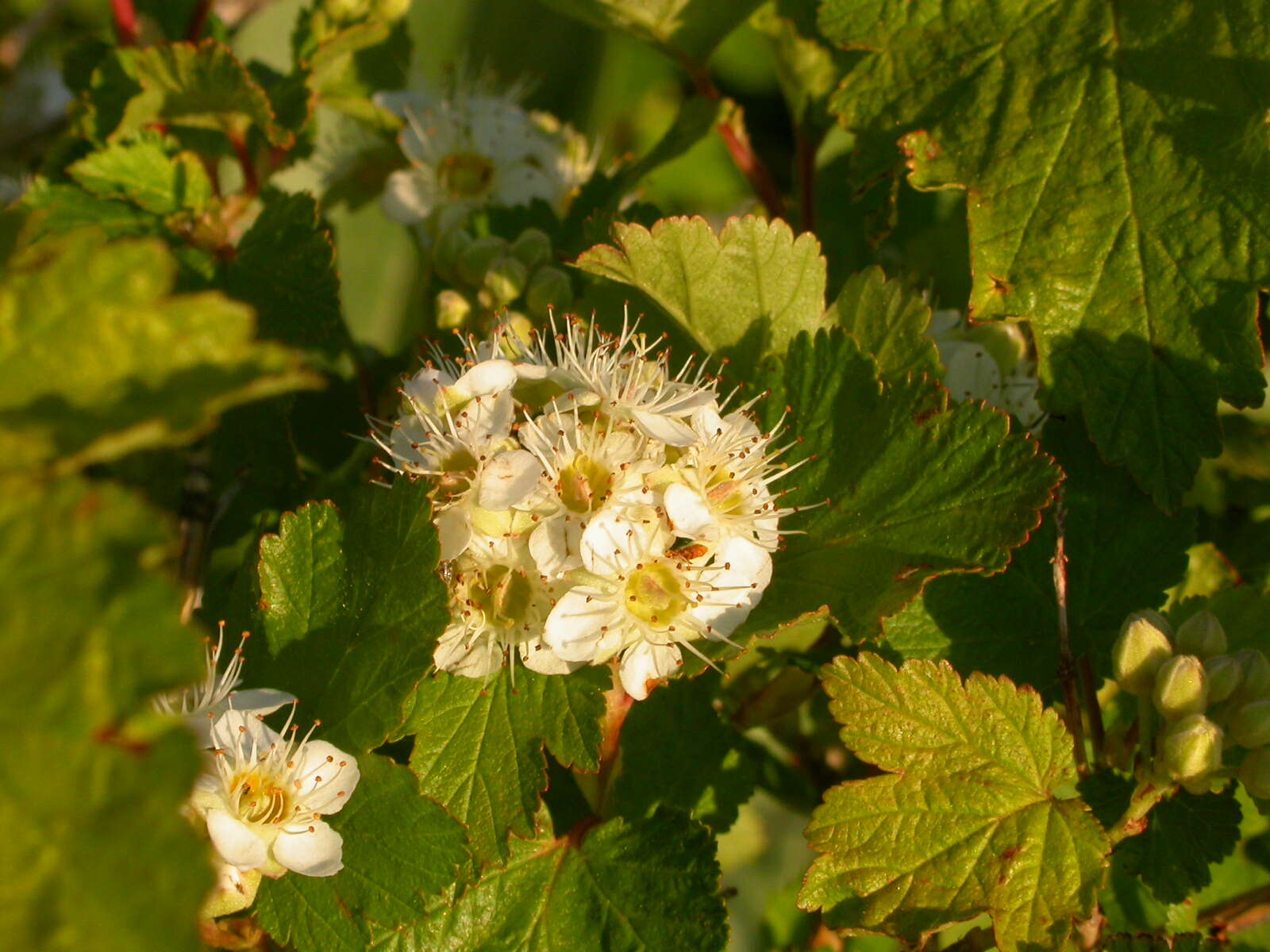 Plancia ëd Physocarpus malvaceus (Greene) Kuntze