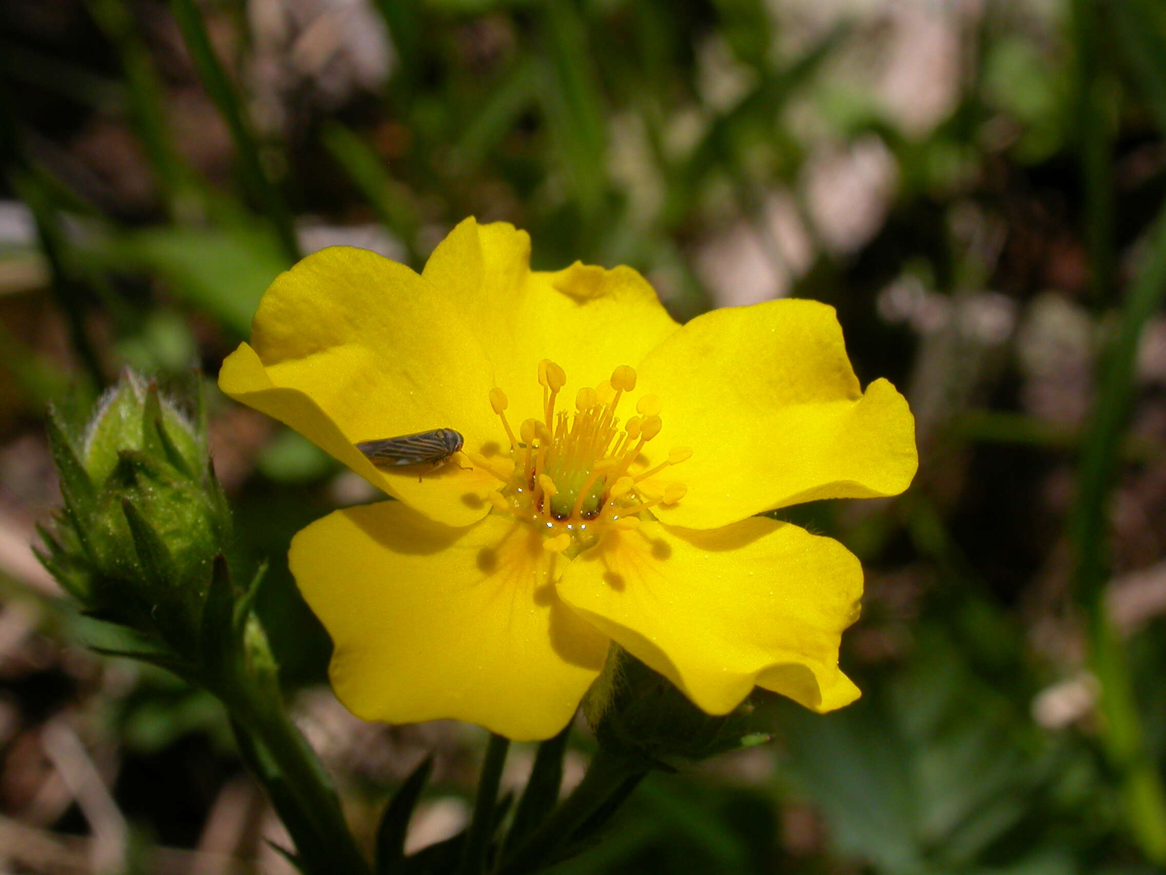 Image of Mountain-Meadow Cinquefoil