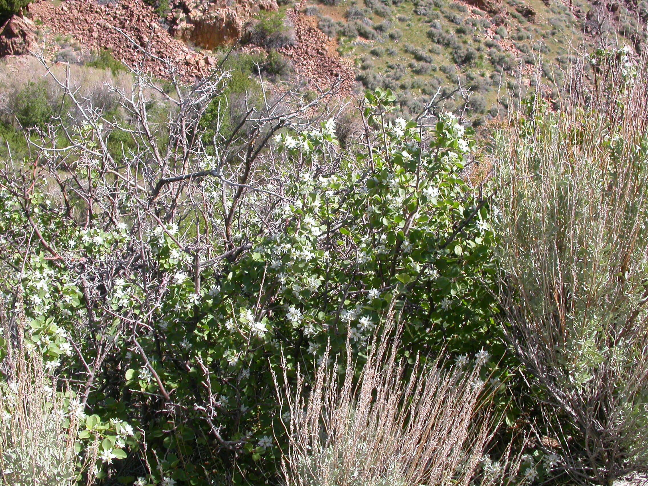 Image of Utah serviceberry