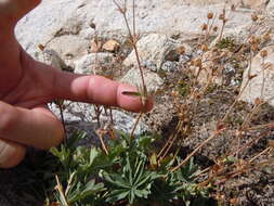 Image of Mountain-Meadow Cinquefoil