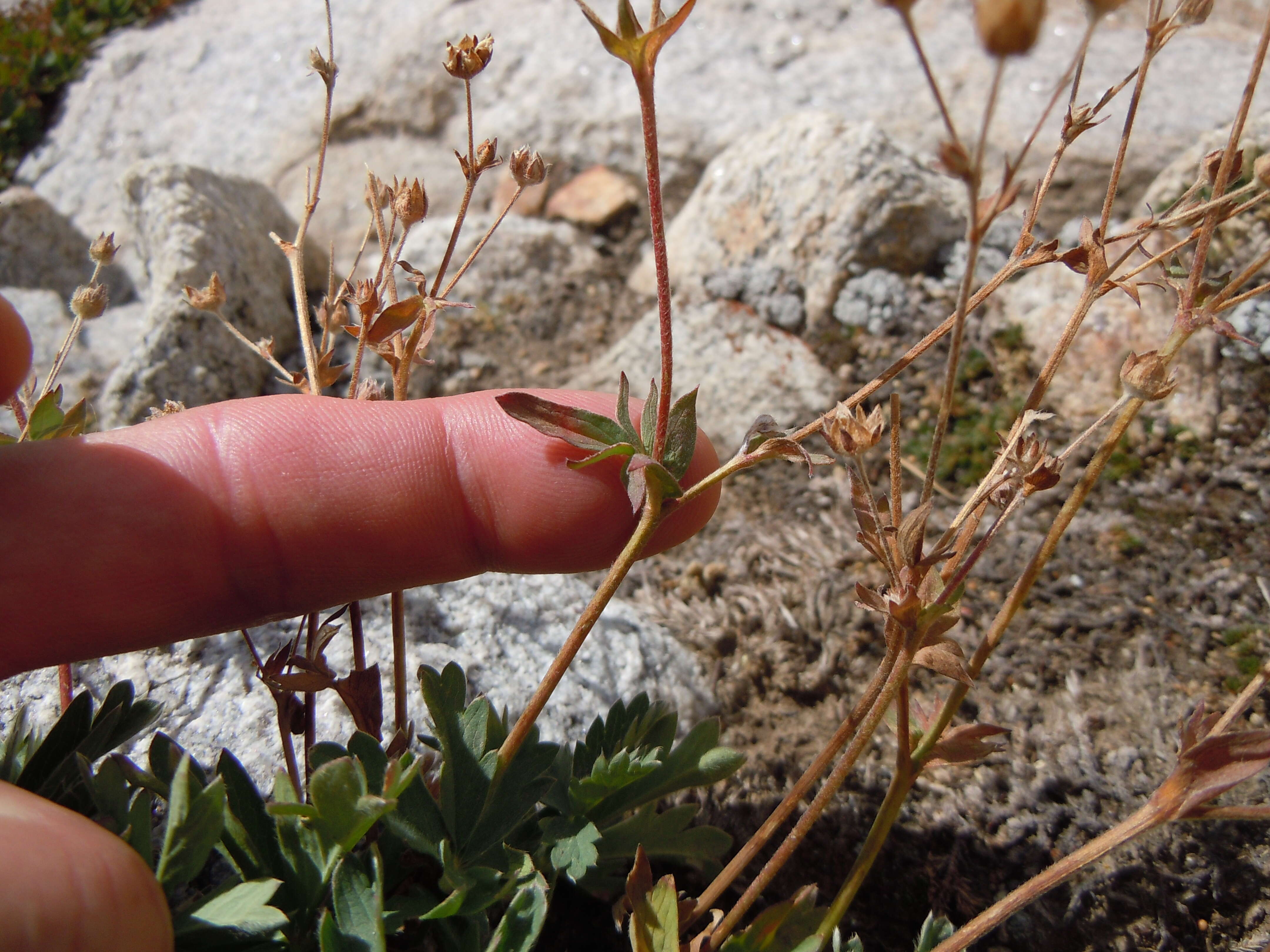 Image of Mountain-Meadow Cinquefoil