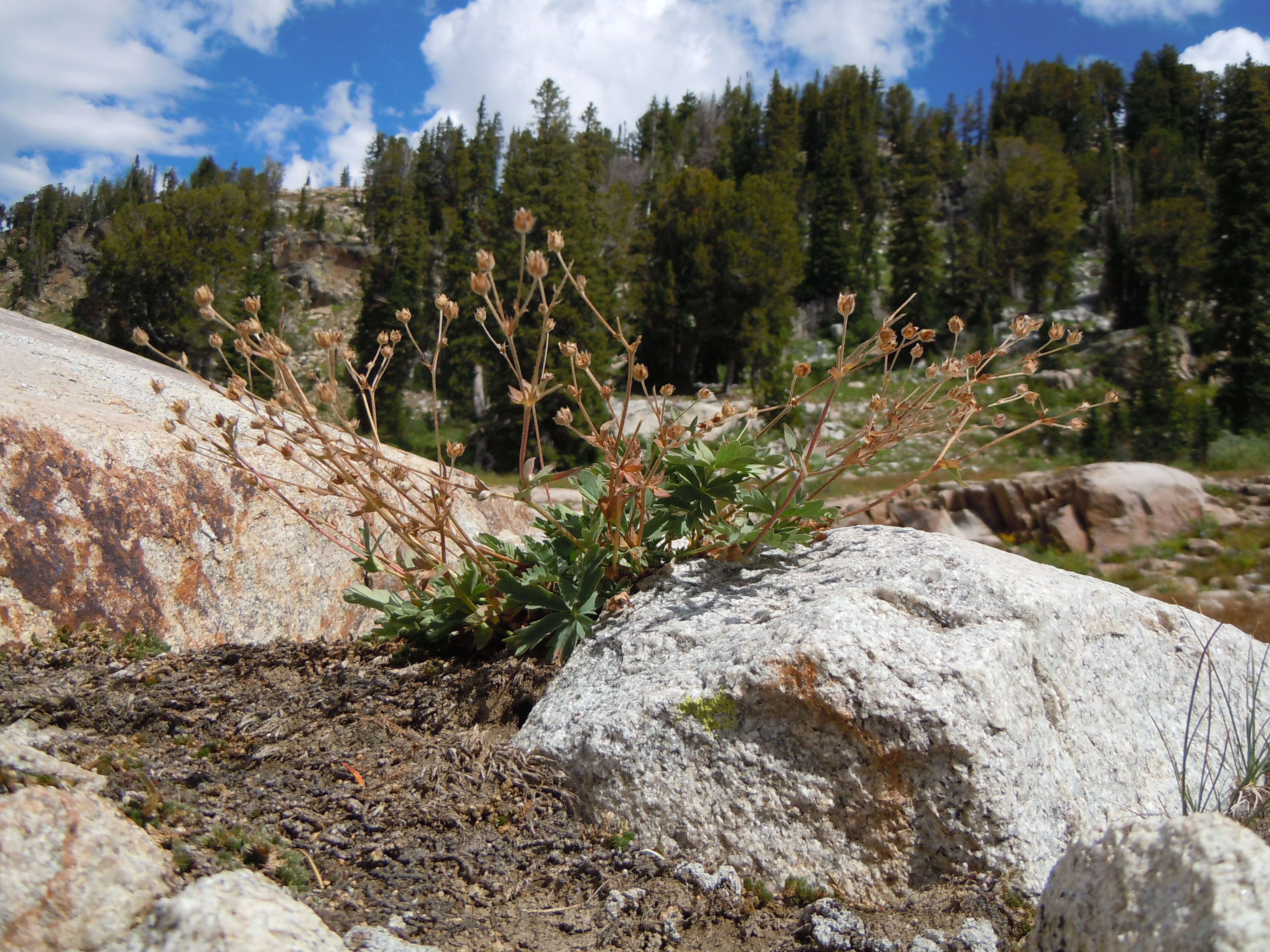 Image of Mountain-Meadow Cinquefoil