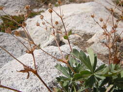 Image of Mountain-Meadow Cinquefoil